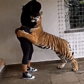 Woman's Ass Gets Squeezed by Tiger'