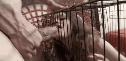 Maybe.. Life in a cage wouldn't be so bad if... picture 1 of 1